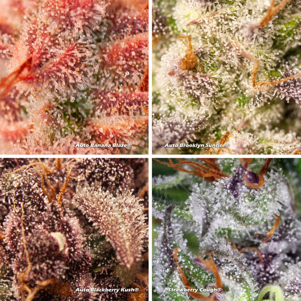 Different kinds of trichomes from hemp and cannabis